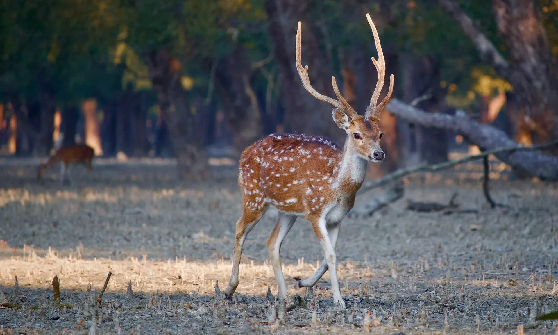 Deer gestation period facts are highly interesting.