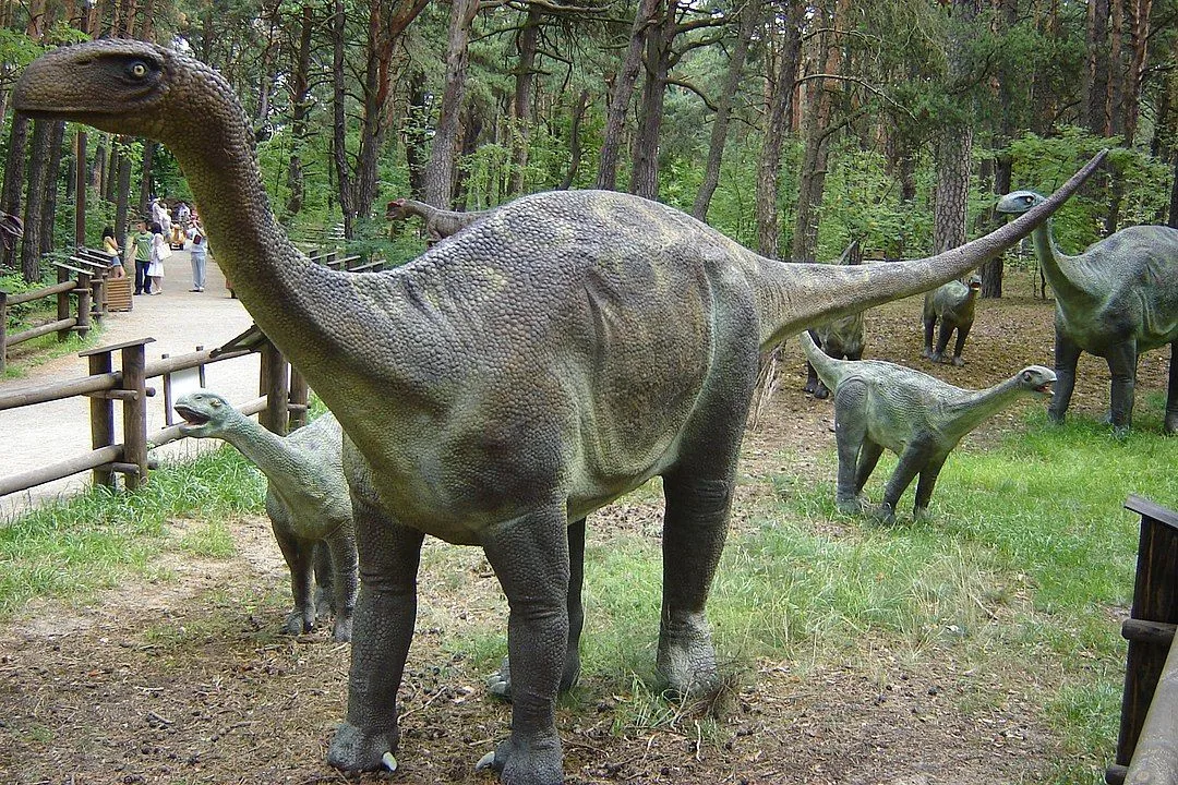 Demandasaurus darwini is another gentle dinosaur of the sauropod family.