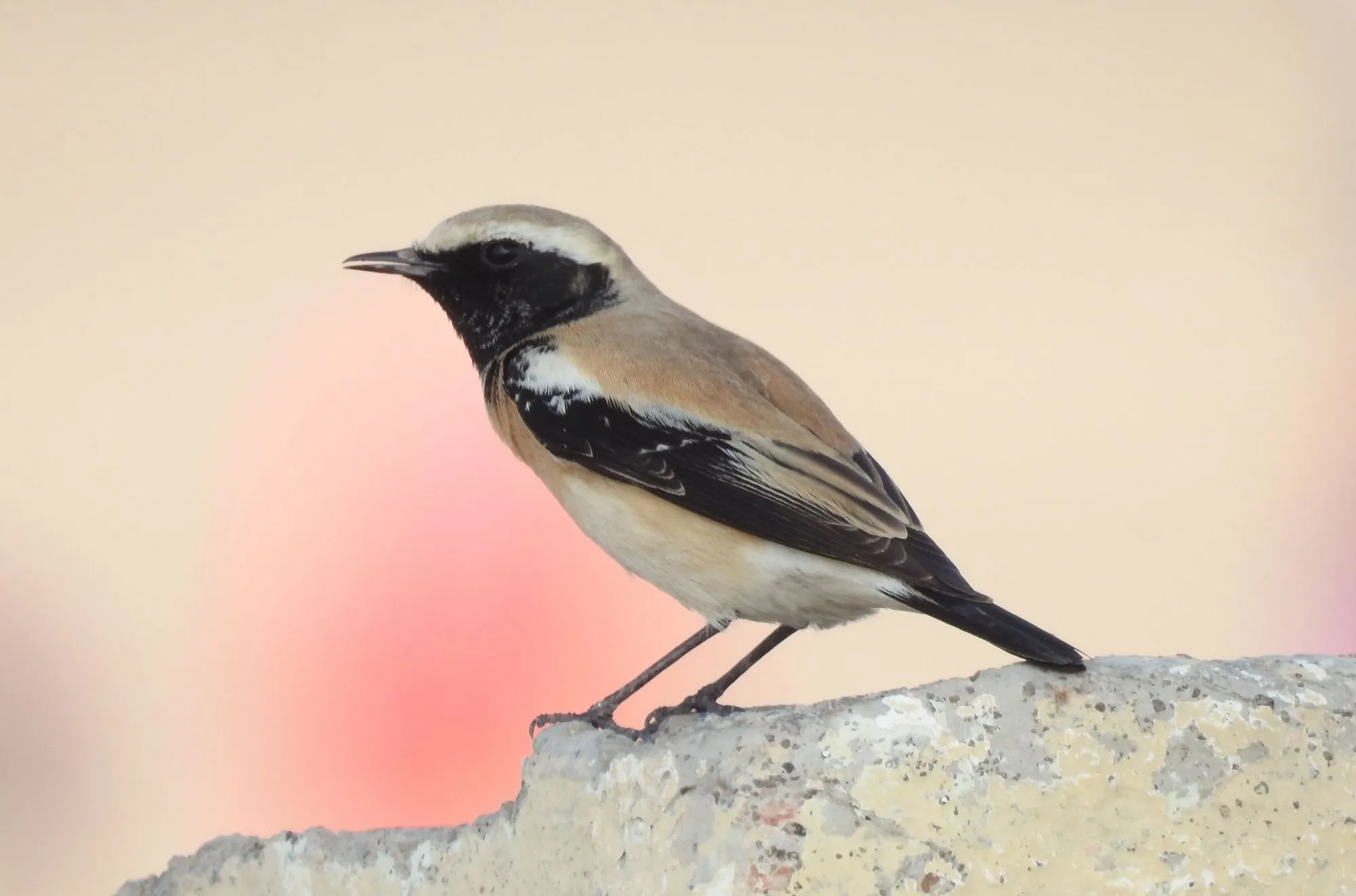 Desert wheatears have a wingspan of 10.2 in (26 cm).