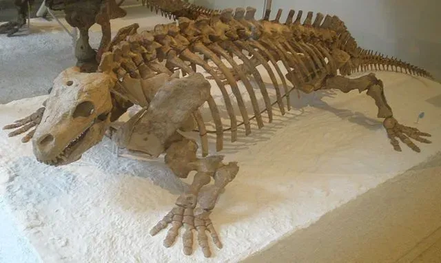 It is the skeleton of one of the primitive amniotes from the early Permian stage.
