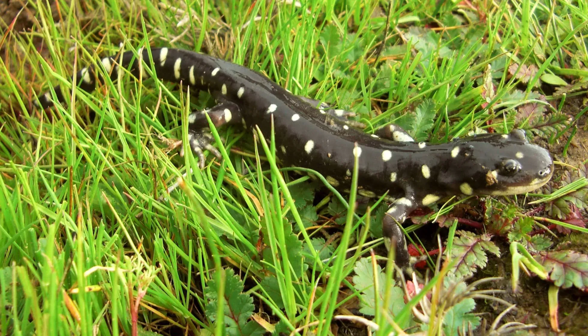 California Tiger Salamander 