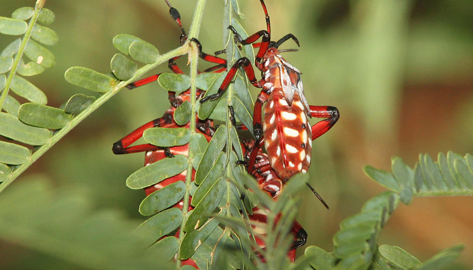 are mesquite tree pods bad for dogs