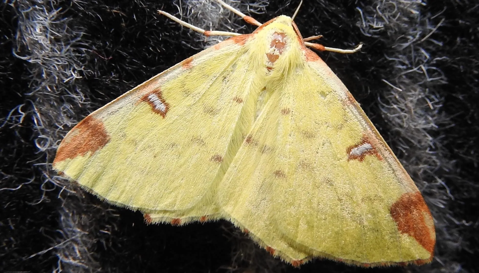  Brimstone Moth