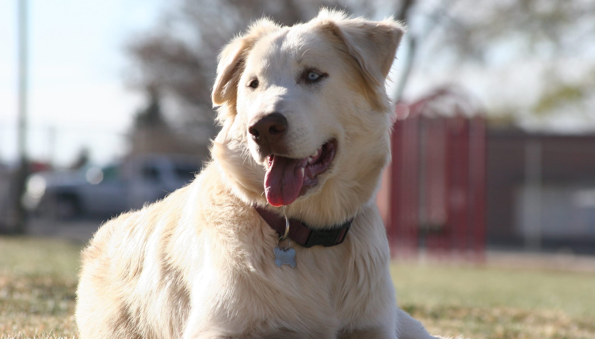 are huskies smarter than labs