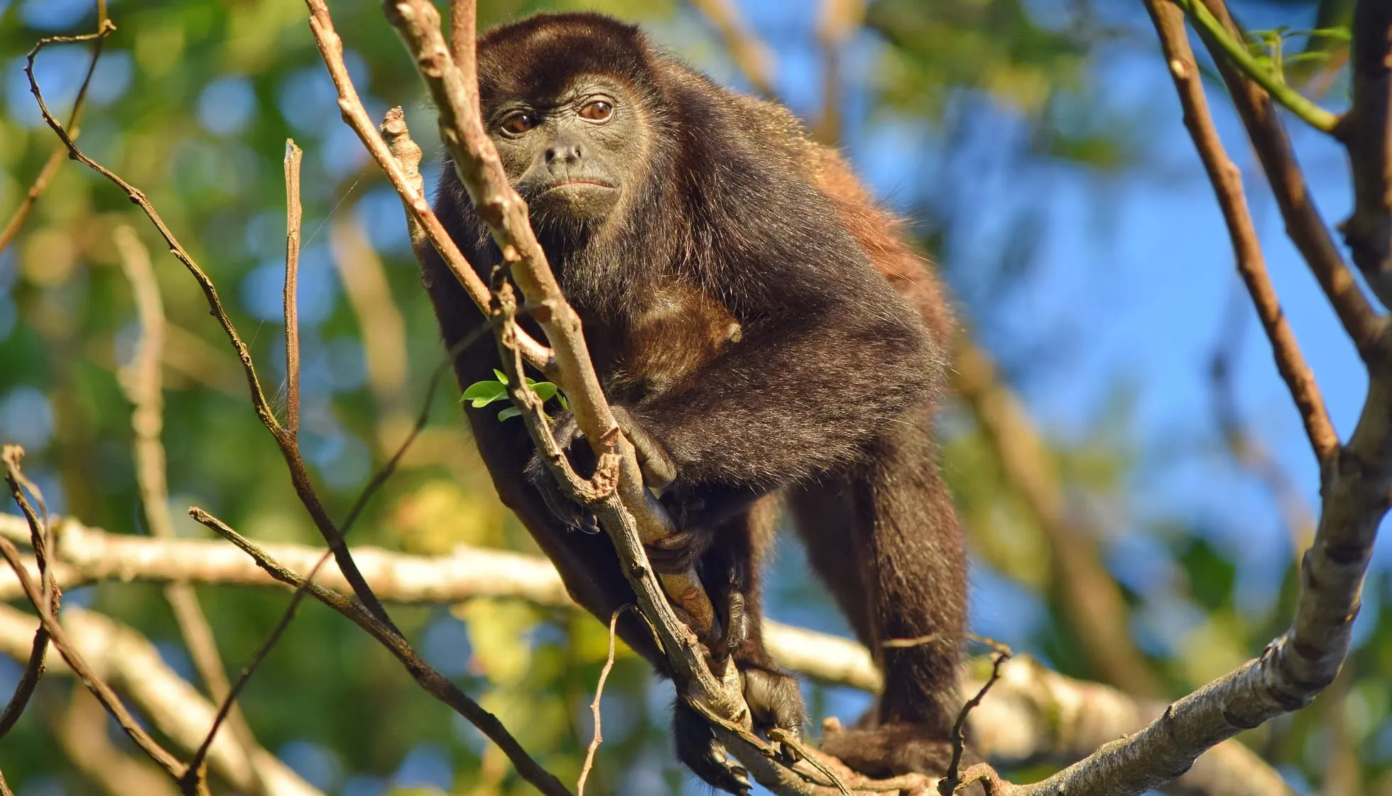 Mantled howler monkey on a branch