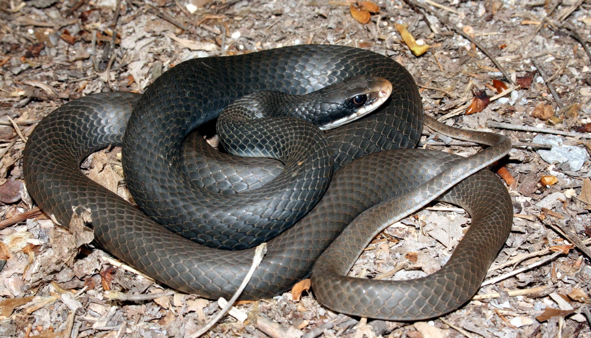 Black Racer Snake curled up on ground