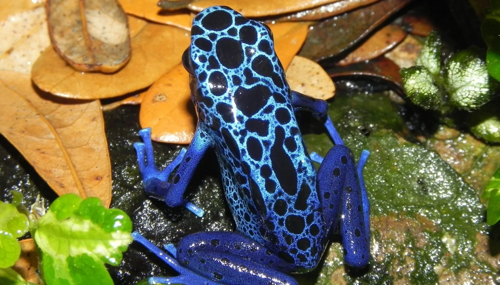  Blue Poison Dart Frog