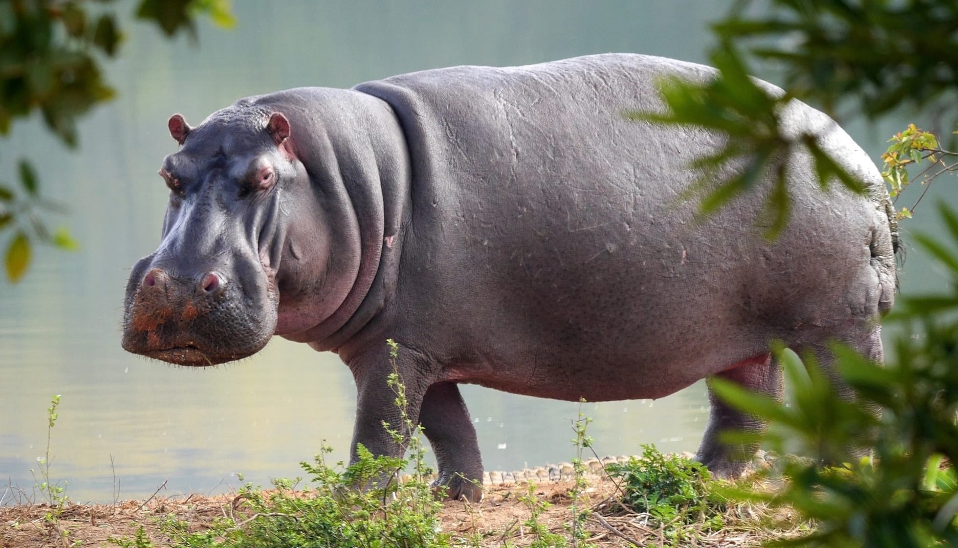 hippopotamus habitat