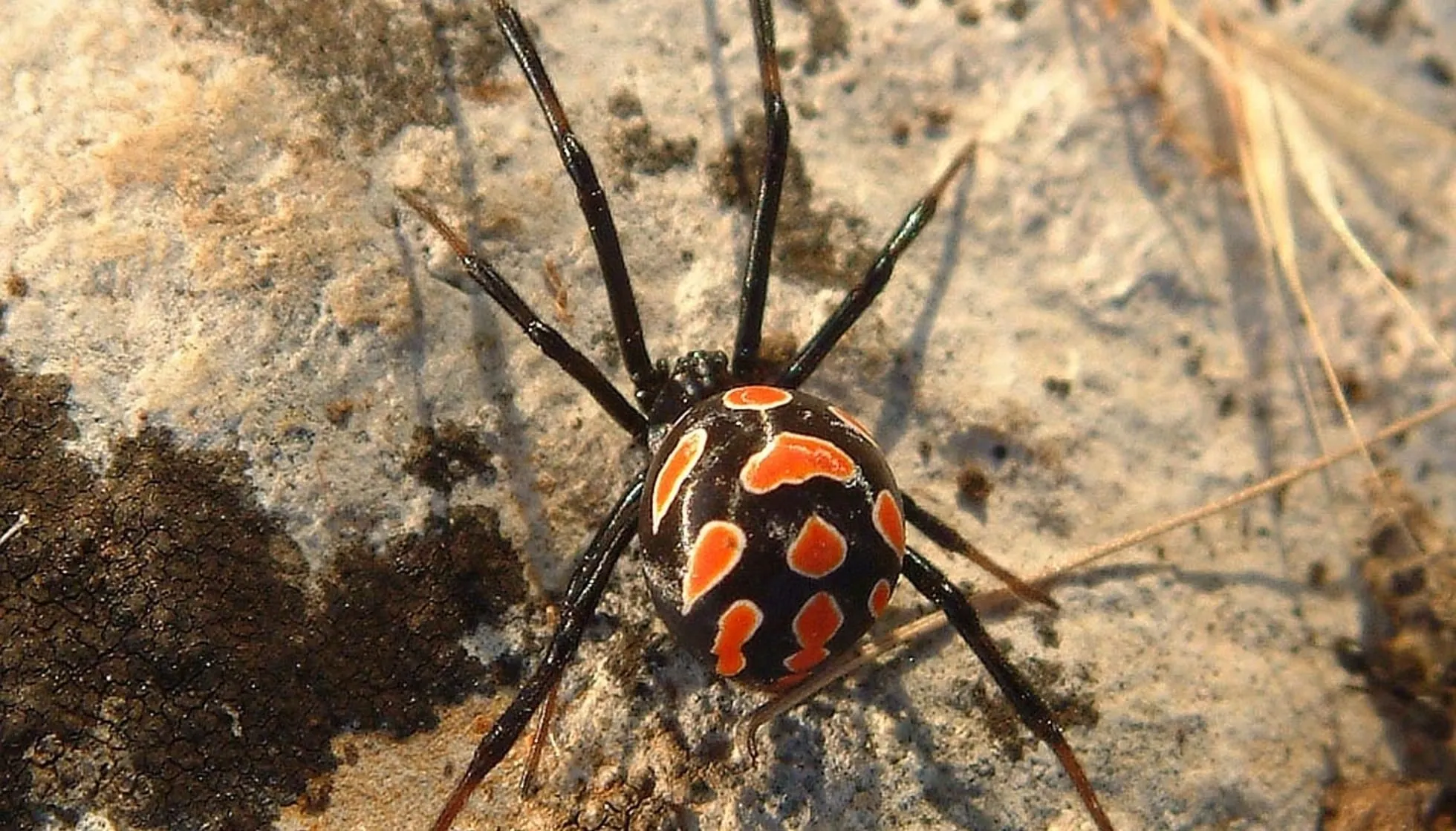 Katipo Spider 