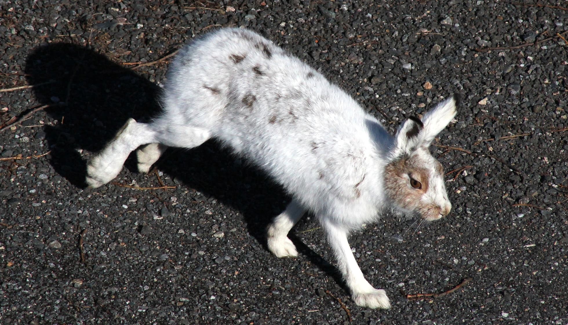 Fun Mountain Hare Facts For Kids | Kidadl