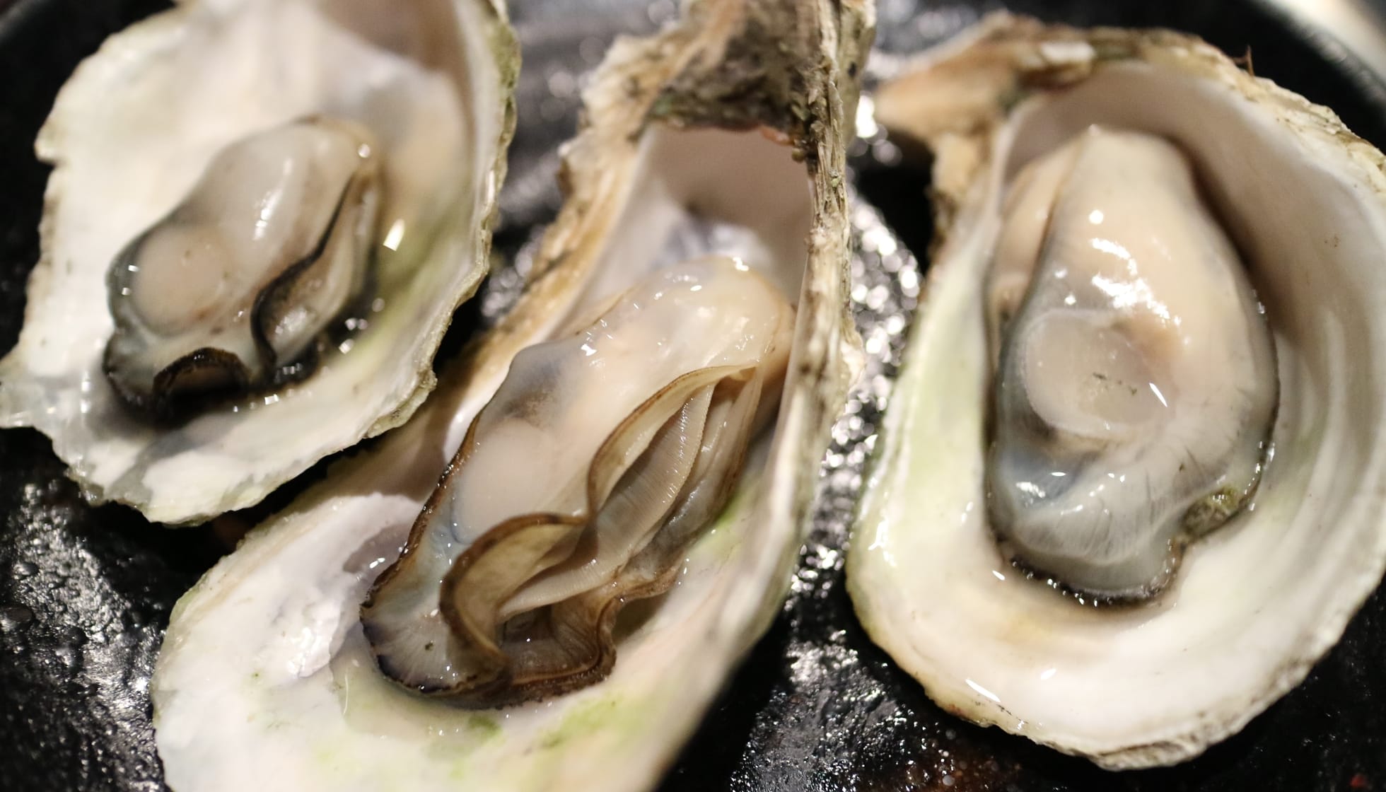 Close up of three oysters