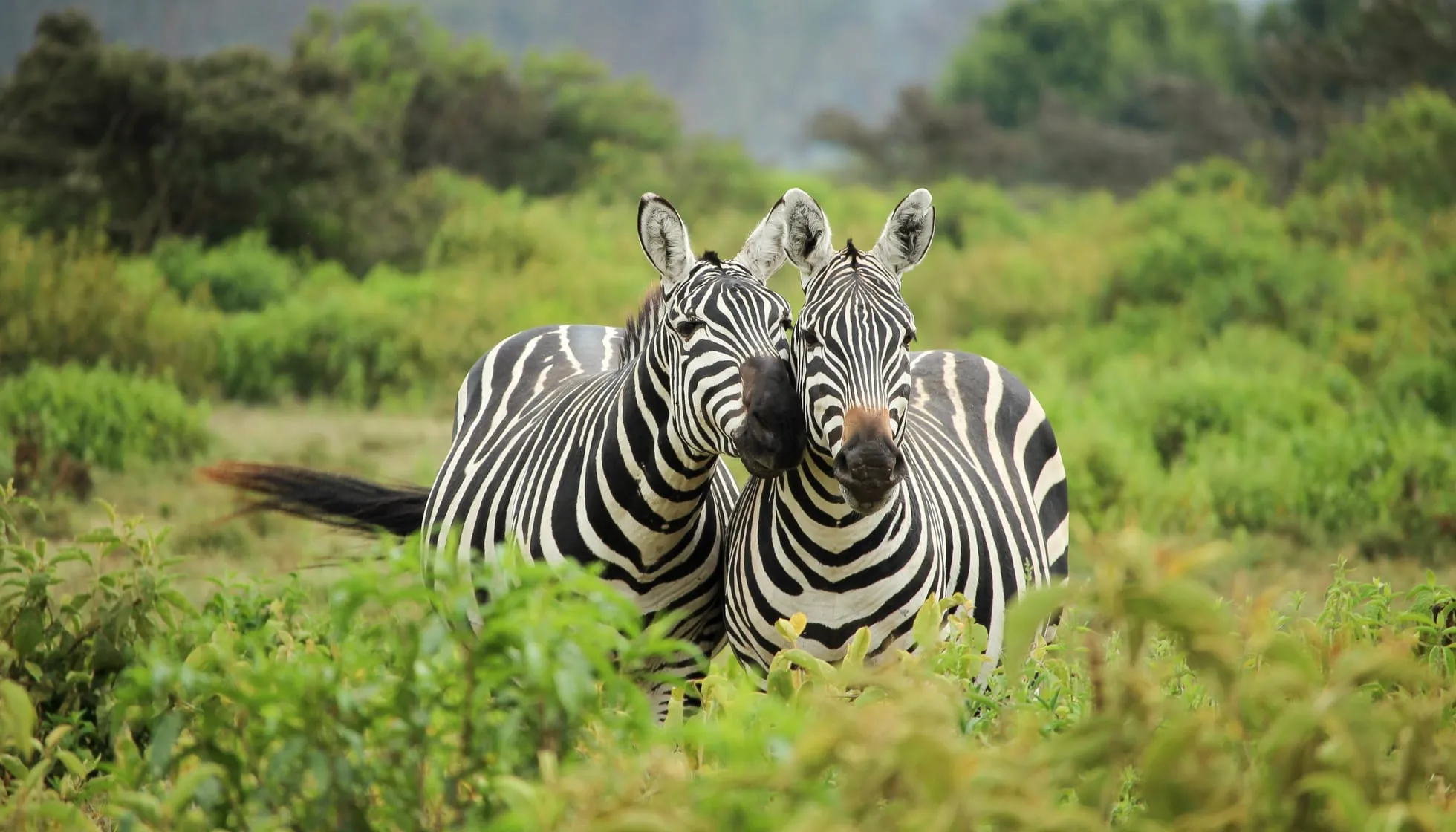 Couple of Zebra 