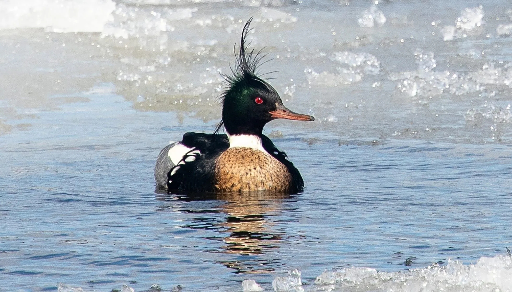 red breasted merganser flying