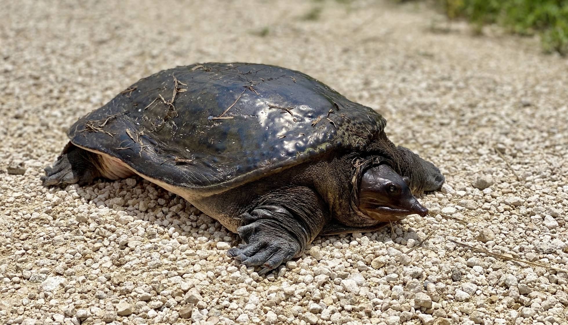 Масса черепахи. Chinese Softshell Turtle. African Softshell Turtle. Рост и вес черепахи. Softshell Turtle silly.