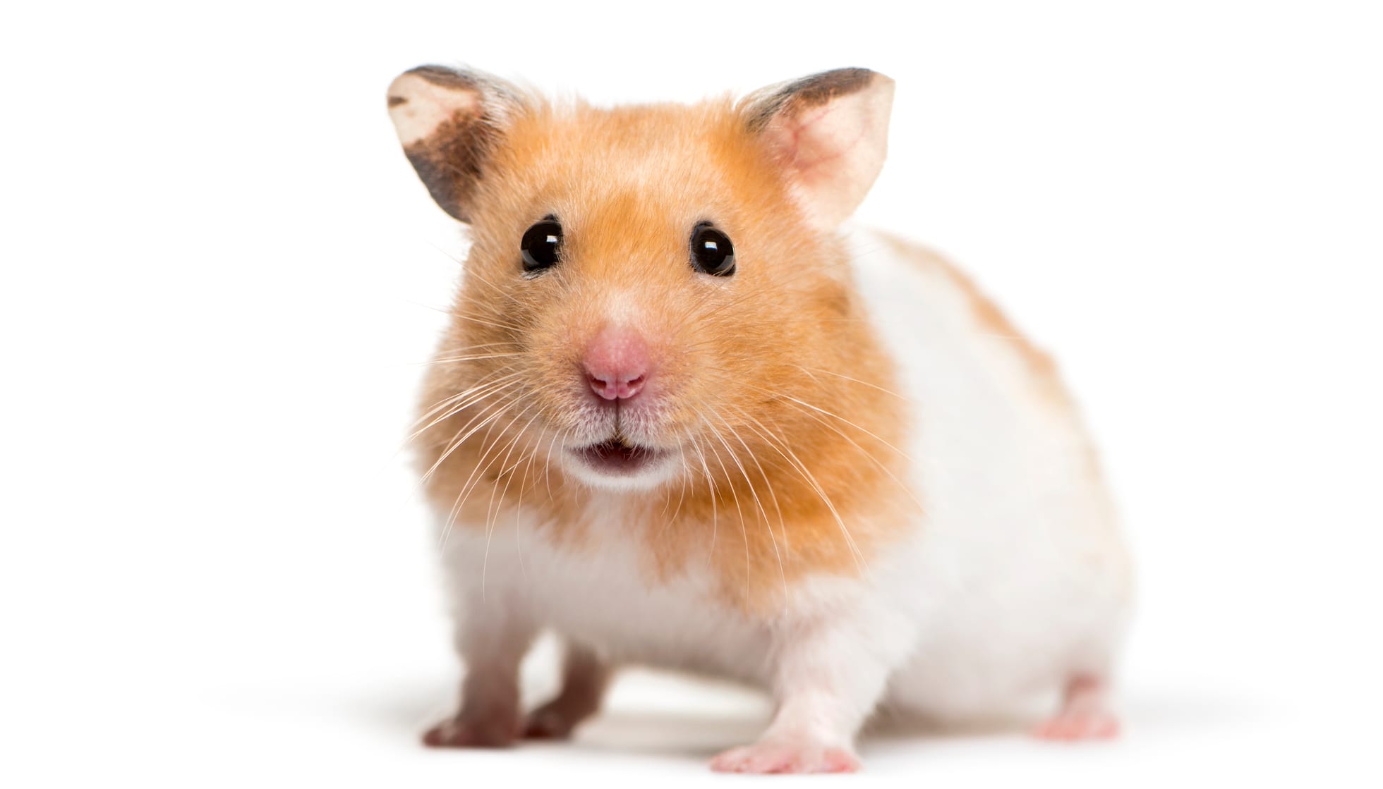 Fun Syrian Hamster Facts For Kids | Kidadl