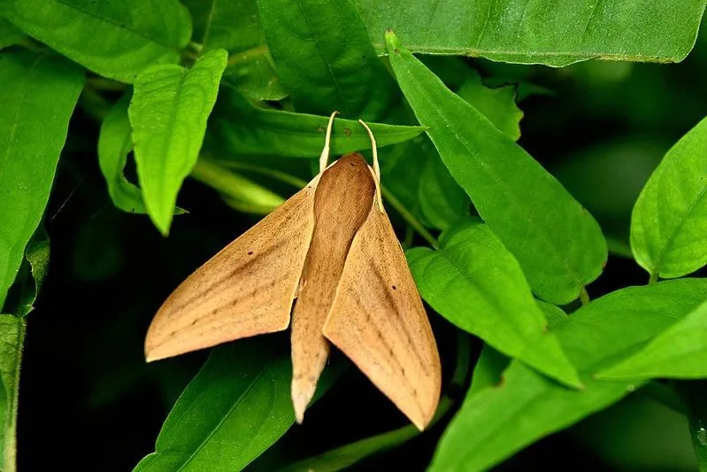 Tersa sphinx moth facts are all about the tersa sphinx moth larva, appearance, breeding, feeding habits, and more.
