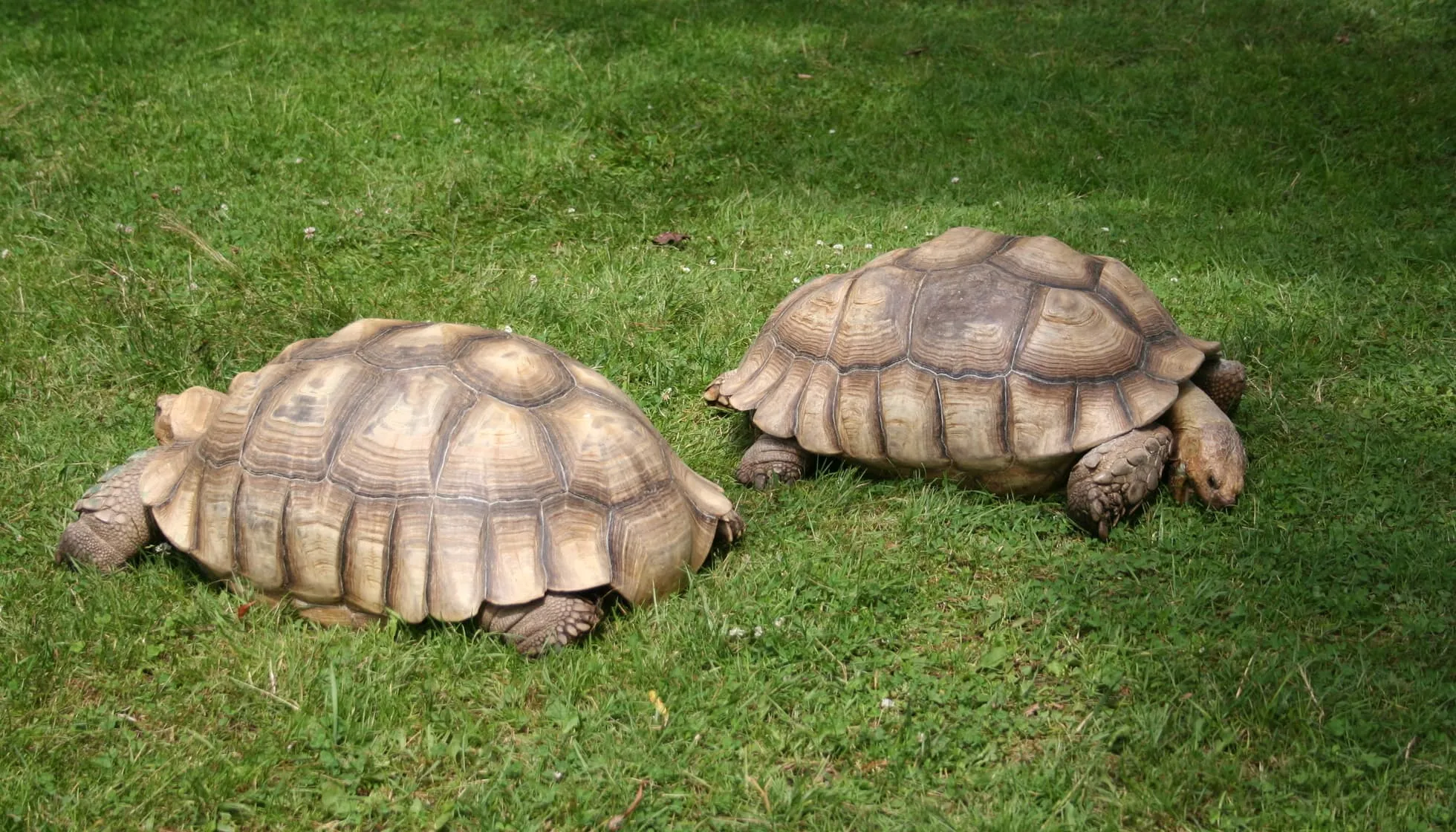 Two tortoises eating grass