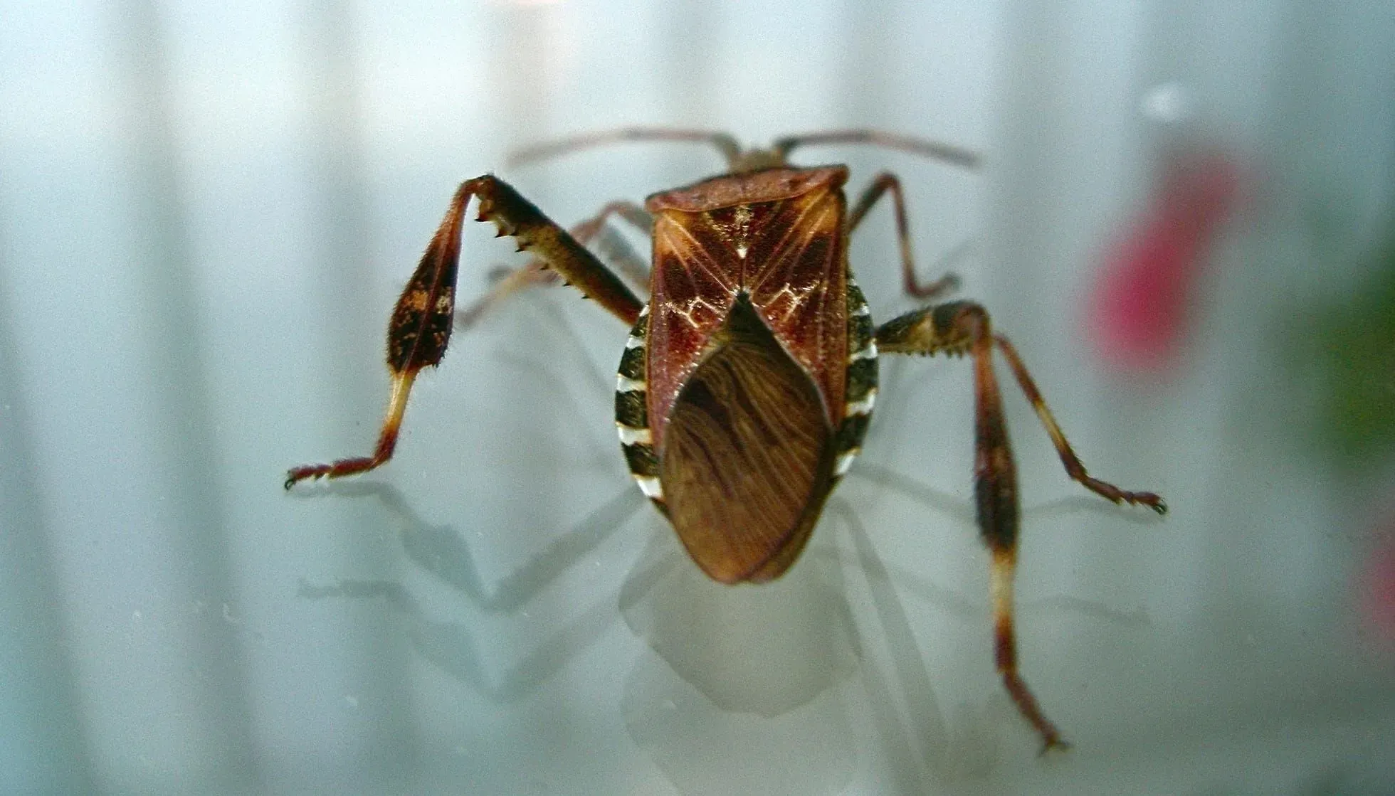  Western Conifer Seed Bug on glass