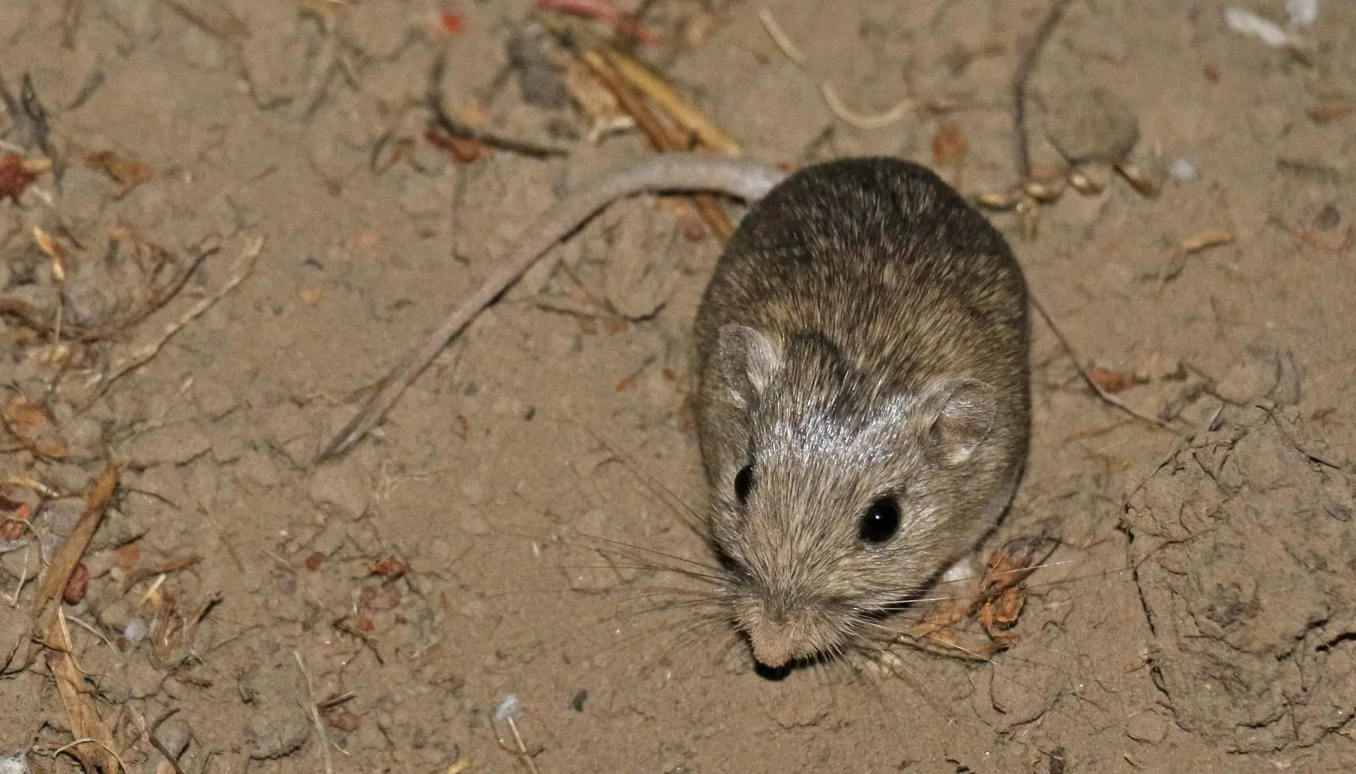 Pacific Pocket Mouse on ground
