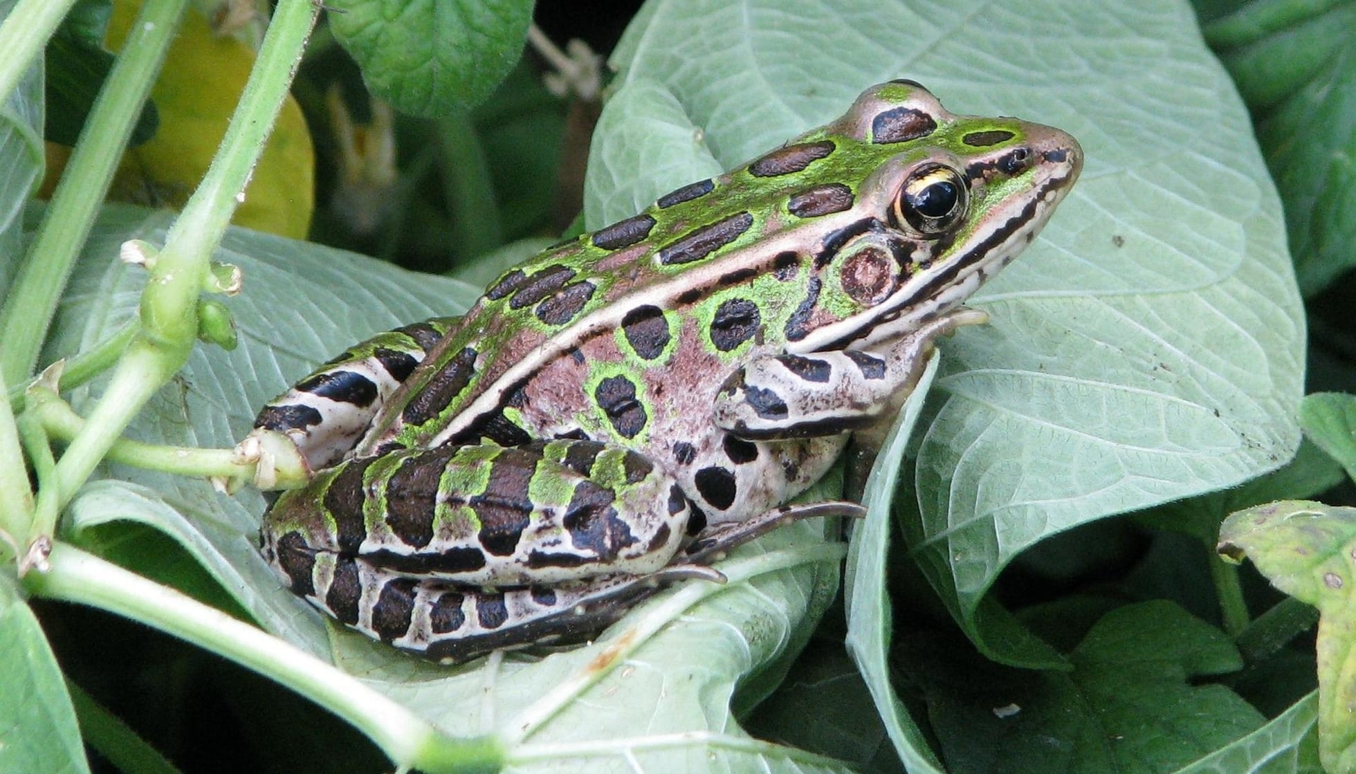 southern leopard frog eggs