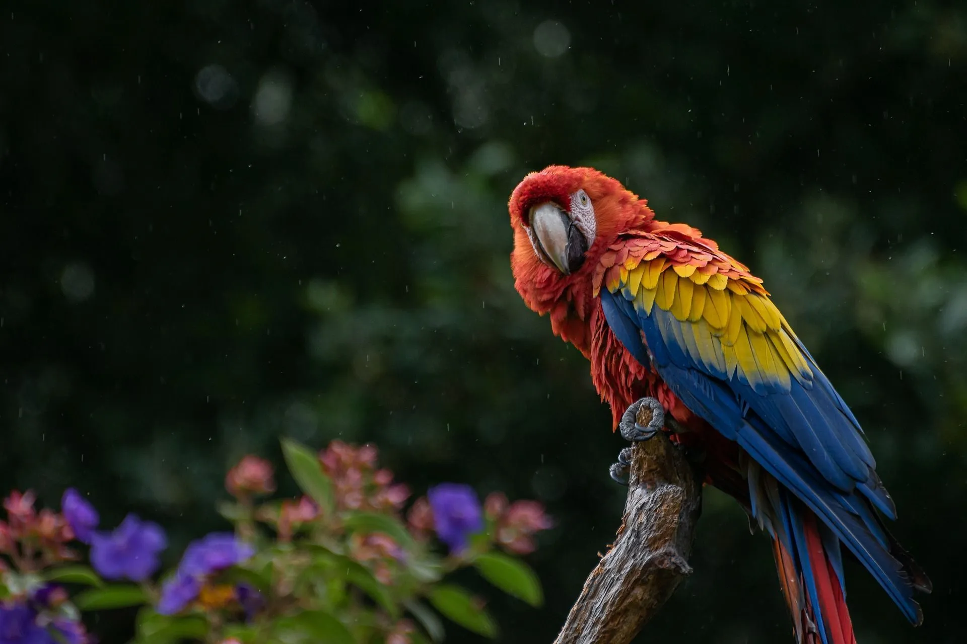 Learn facts about different types of parrots to know which parrot species to keep as pets.