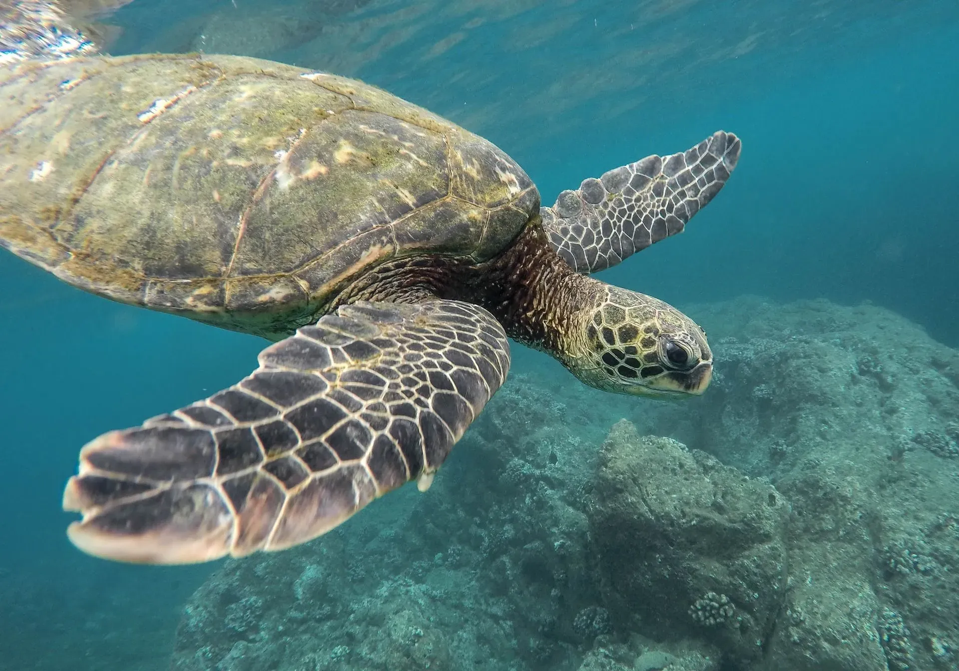 Check out facts about different types of turtles to learn about types of turtles for pets.
