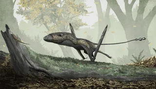 We have interesting Dimorphodon facts for kids about these reptile creatures that were found at a World Heritage Site.