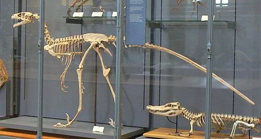 Aniksosaurus lived in South America.