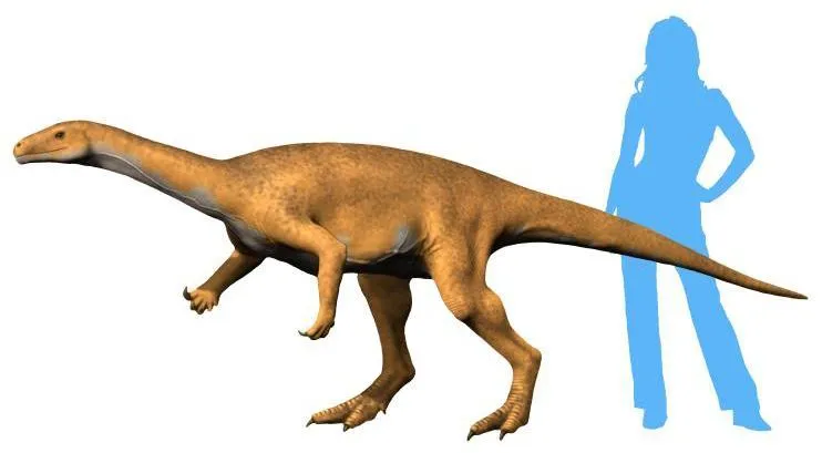 Bagualosaurus had a medium-sized body with strong hindlimbs.