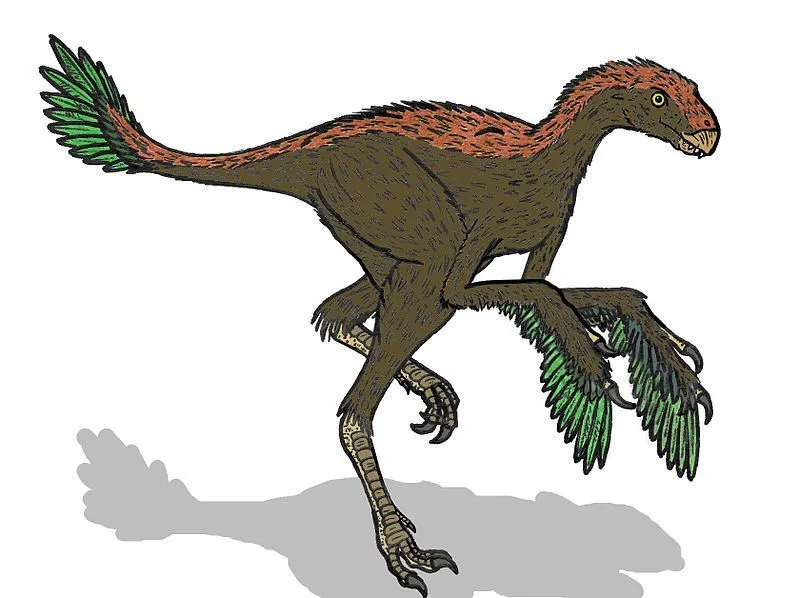 Discover Protarchaeopteryx facts including tail size, feathered body, and the discovery of this dinosaur.