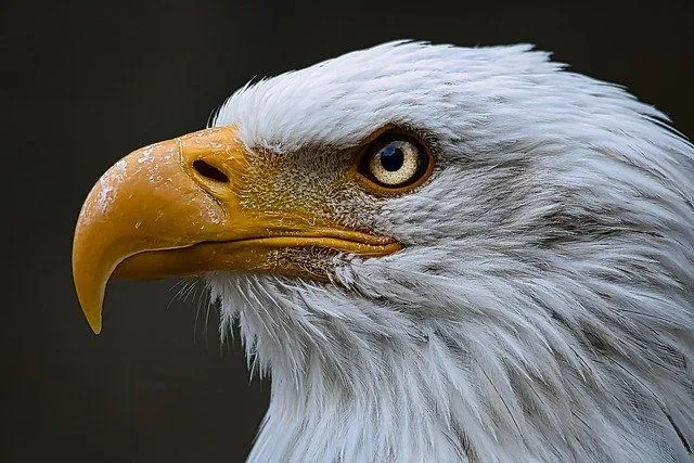 The eagle is the strongest bird in the world.