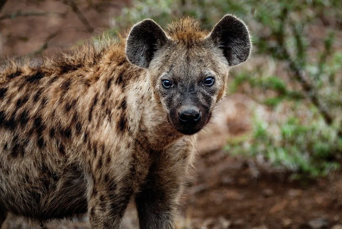 hyena laugh