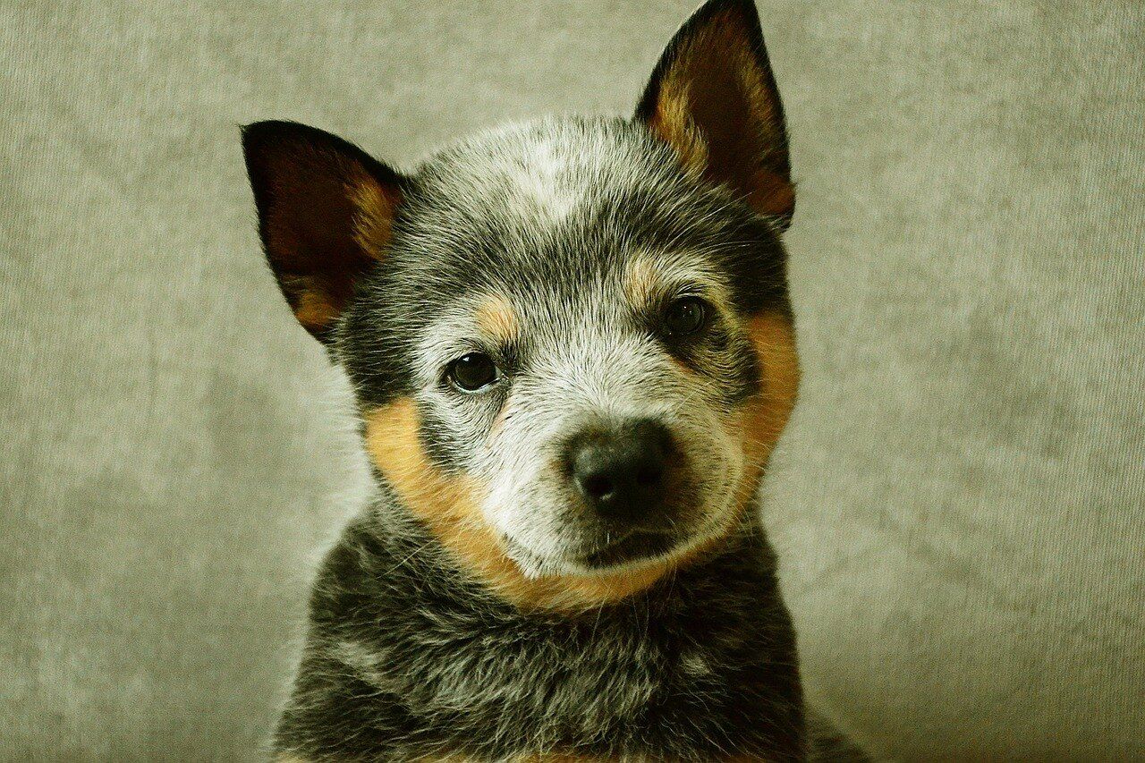 Australian cattle dogs are popular as pets across the world.