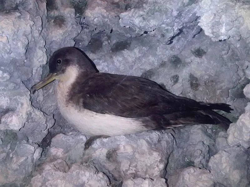 Discover fun facts about yelkouan shearwater species.