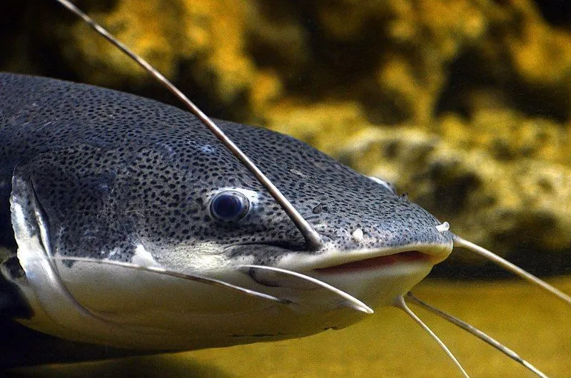 Discover interesting facts about the vundu catfish's habitat.