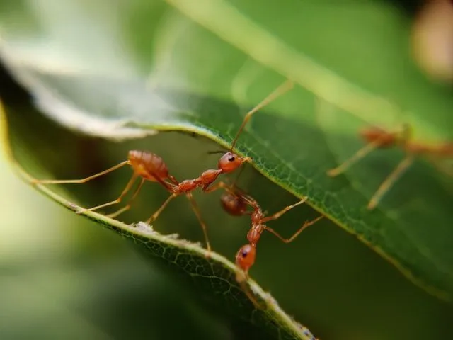 Do ants hibernate? Read on and learn some fun and interesting facts about ants or the eusocial insects from the family of formicids.