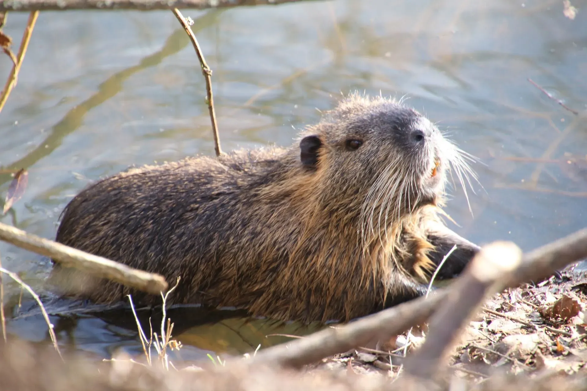 Wildlife lovers want to know where do beavers hibernate.