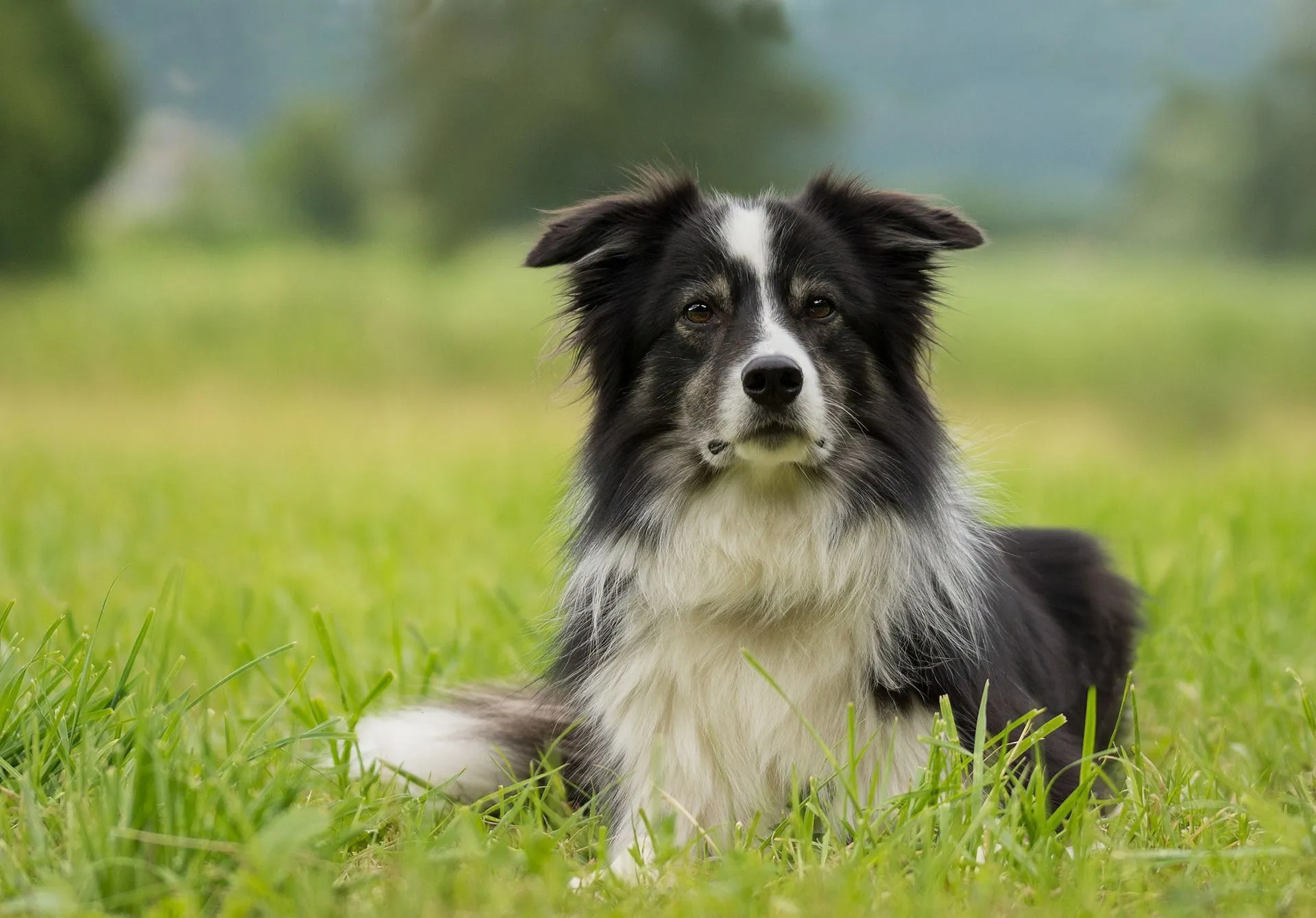 Border Collie shedding usually takes place in fall and then in summer.