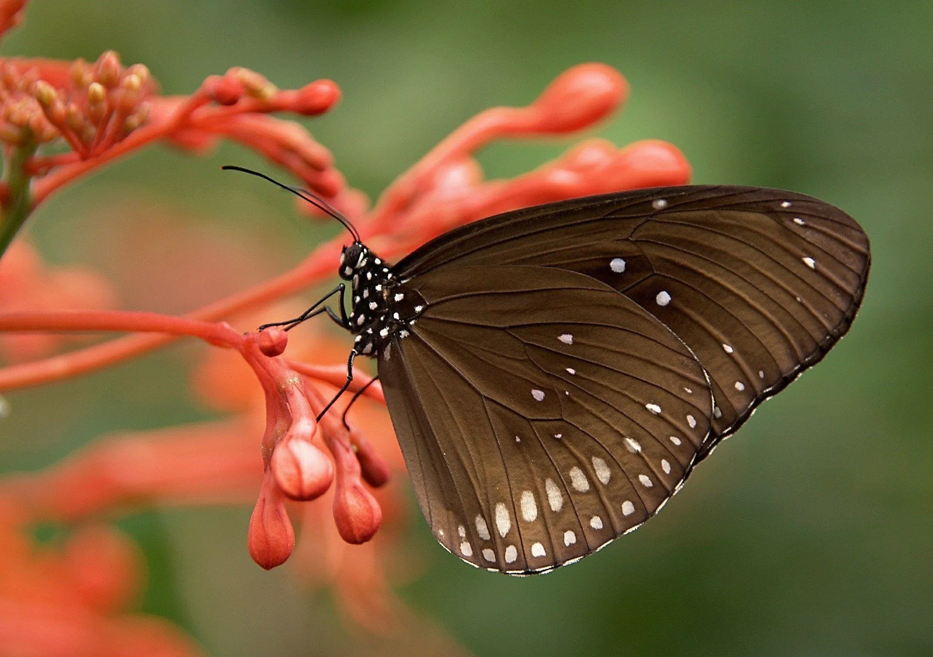 Butterflies stand with their eyes opened in plants and also sleep with their eyes open.