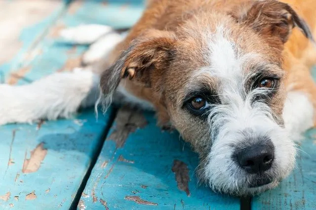 can dogs sense when other dogs are dying