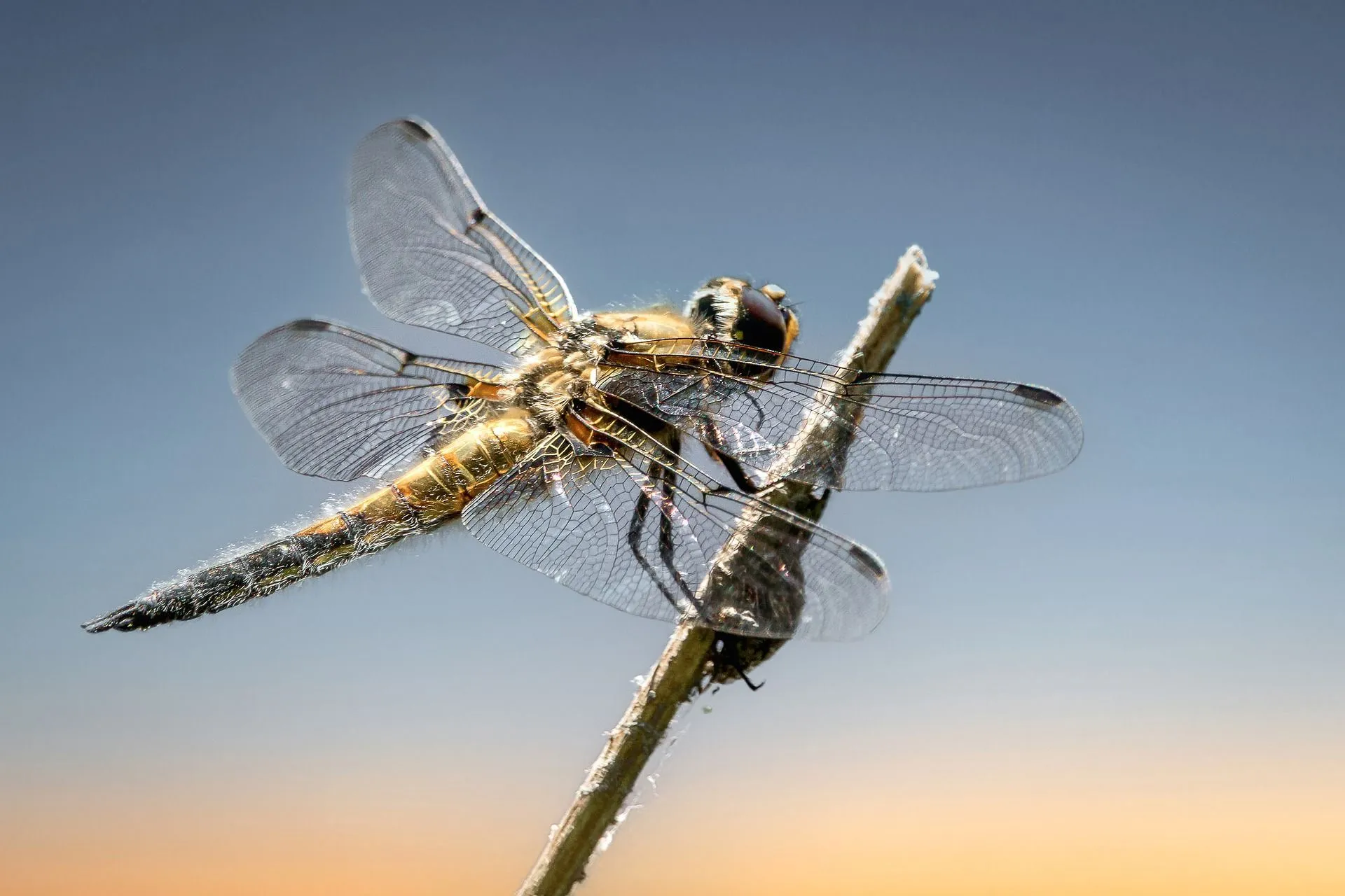 Do Dragonflies Eat Mosquitoes? Here&039s Why They Are Mosquito&039s Predator