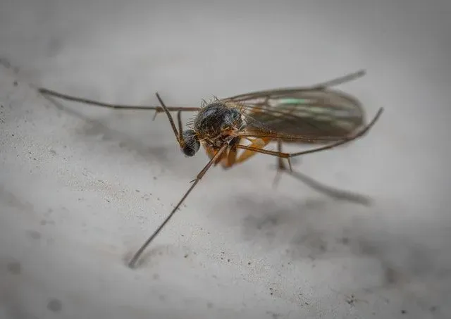 Do gnats turn into flies? Read on to find out.