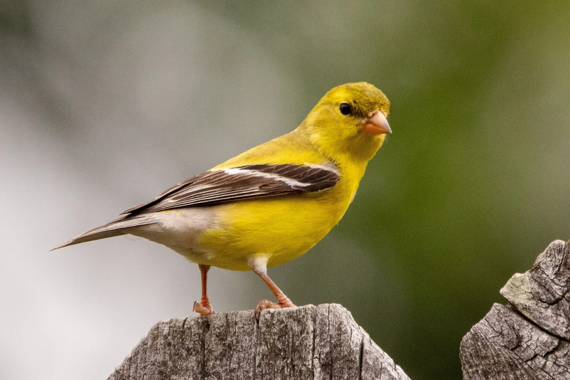 Informative and amazing facts to answer do goldfinches migrate.