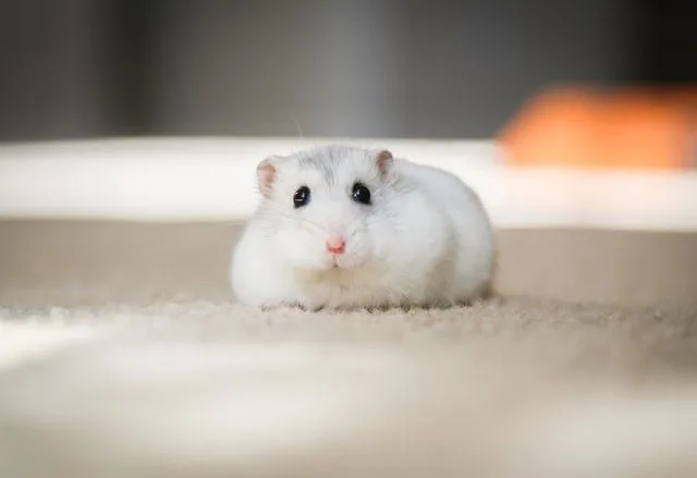 Pet parents love to read every article that can teach them how to hold pet hamsters.