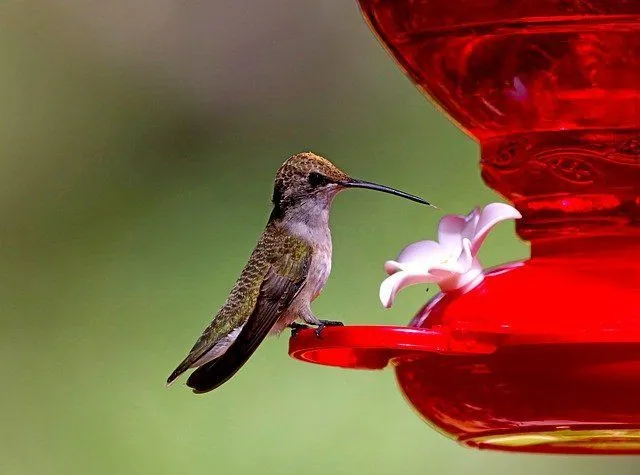 do hummingbirds feed at night