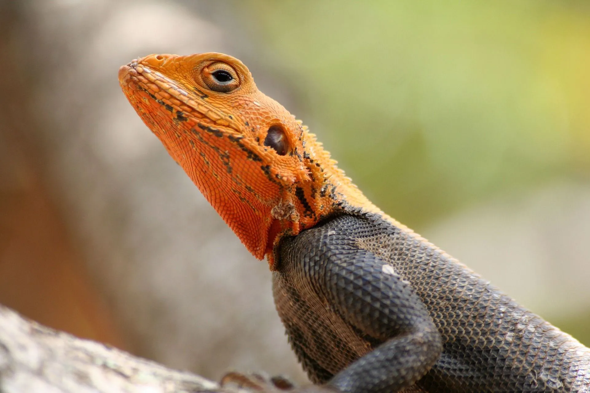 Lizards are one of the most successful species in the animal kingdom to evolve into different forms and occupy diverse regions around the world.