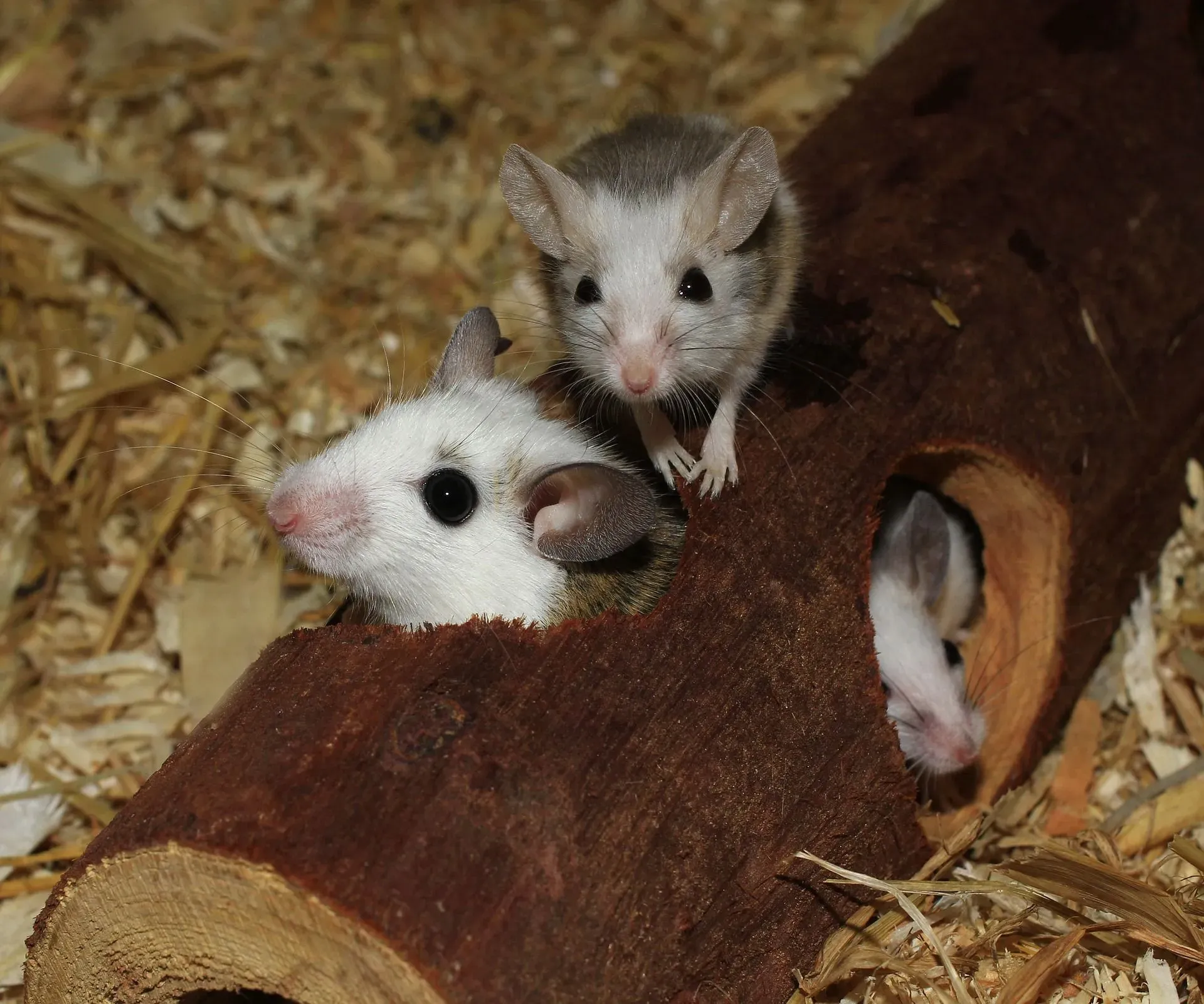 Mice are some of the cutest animals around to have as pets! But do mice hibernate?
