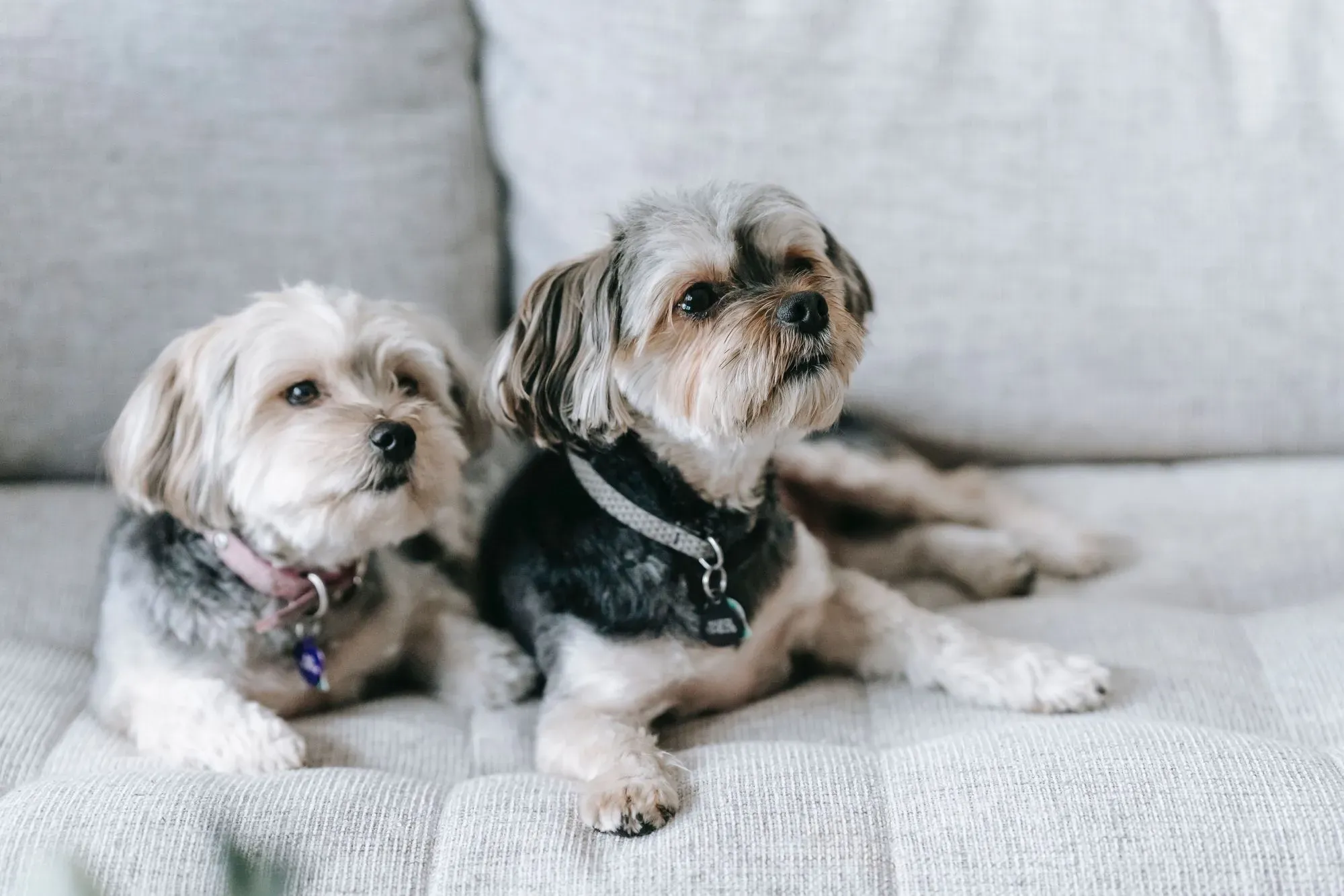 Facts about the Morkie temperament are interesting to read!