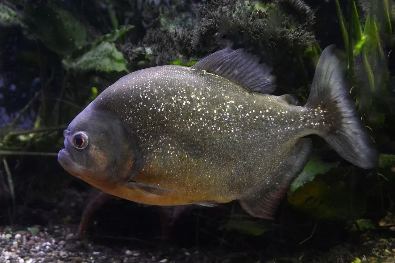 Read facts on do piranhas eat humans in this article.