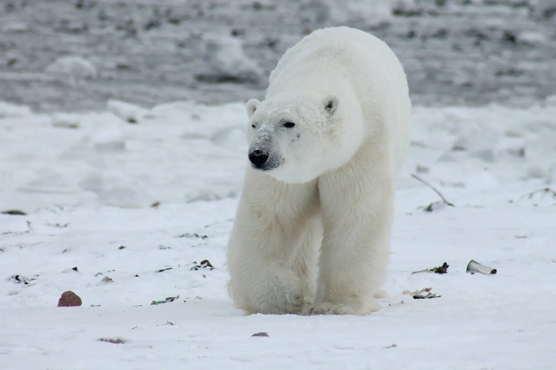 Do polar bears hibernate? Find out in this article.